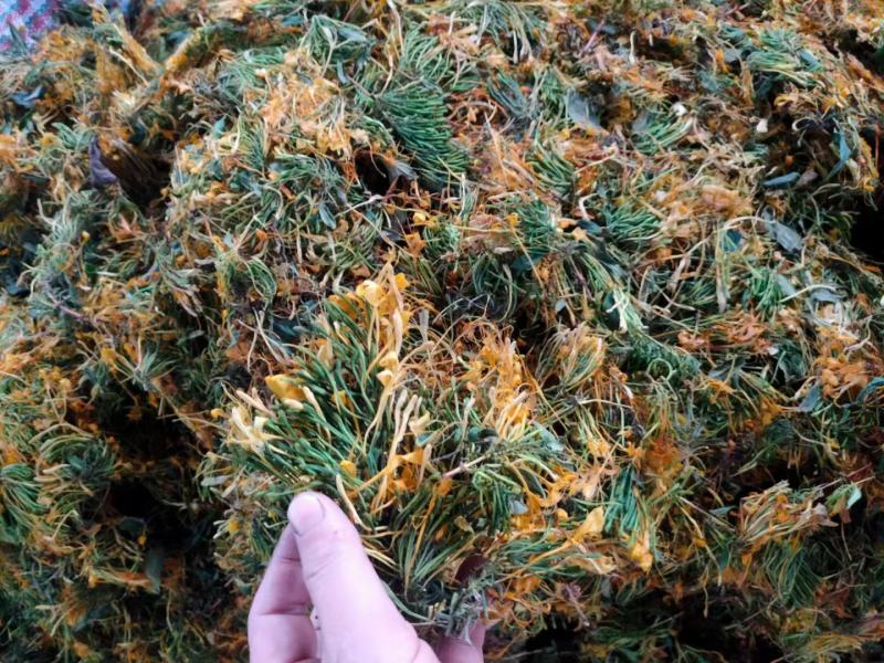 产地直销，优质手选五彩花