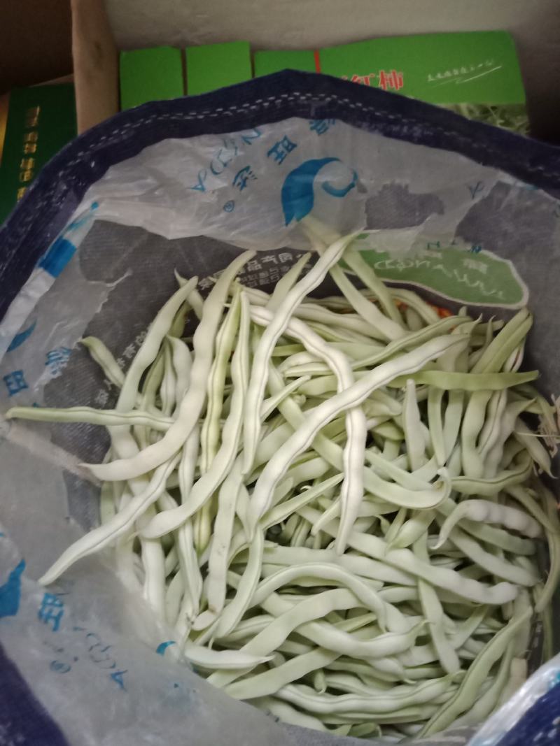 自家种植的逄王一品九粒白，绿色金荚芸豆，欢迎各地老板采购