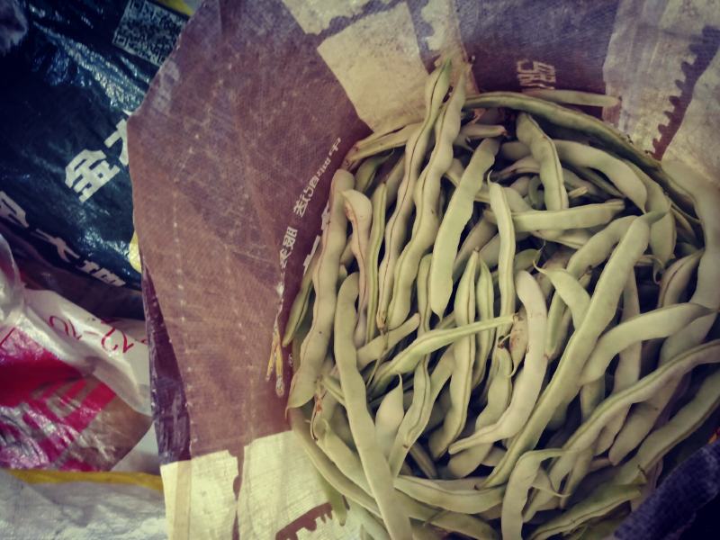 自家种植的逄王一品九粒白，绿色金荚芸豆，欢迎各地老板采购