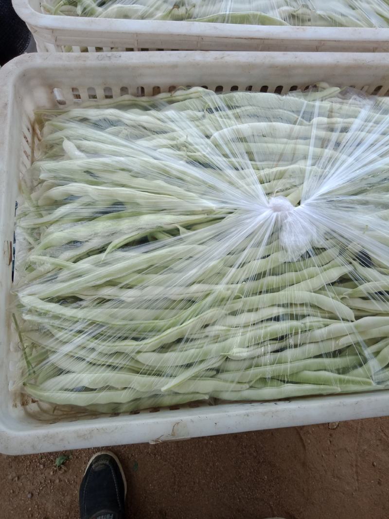 自家种植的逄王一品九粒白，绿色金荚芸豆，欢迎各地老板采购