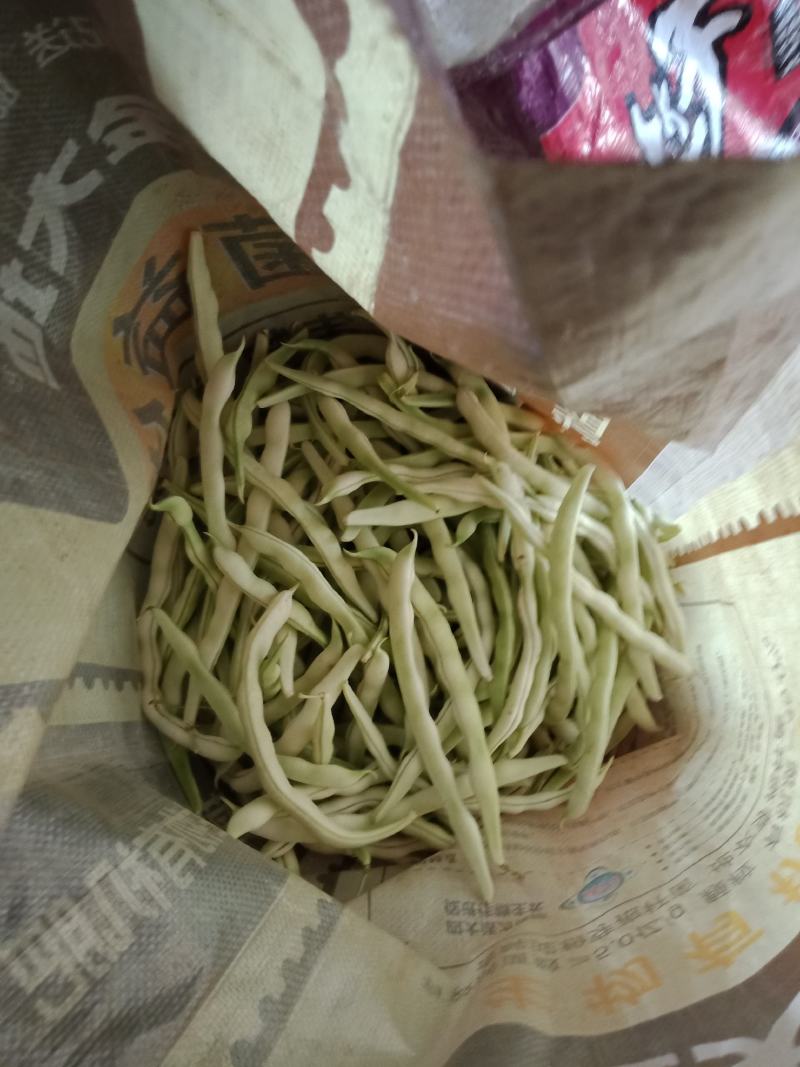 自家种植的逄王一品九粒白，绿色金荚芸豆，欢迎各地老板采购