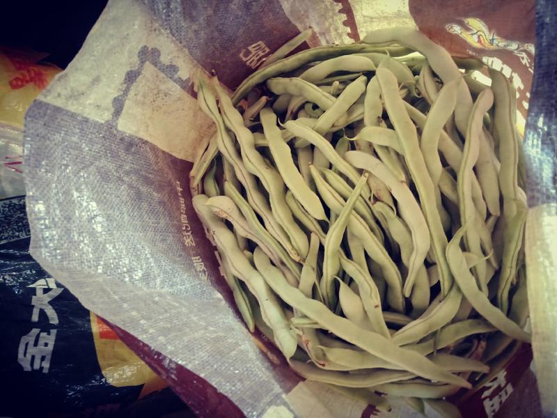 自家种植的逄王一品九粒白，绿色金荚芸豆，欢迎各地老板采购