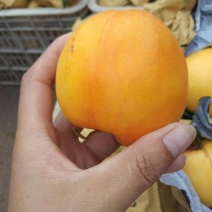 黄桃油蟠桃毛蟠桃诚信代办合作共赢