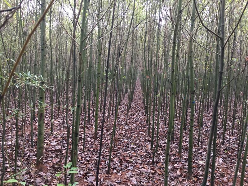 供应香樟种子大叶香樟种子樟树种子批发香樟种子价格