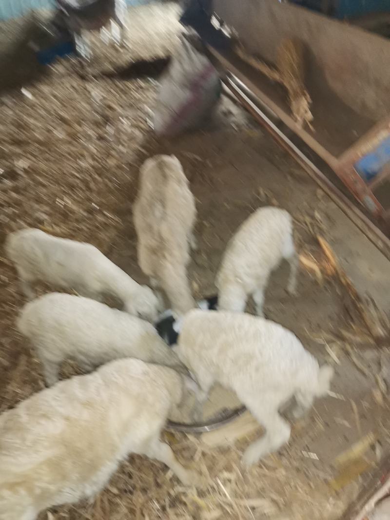 绵羊
