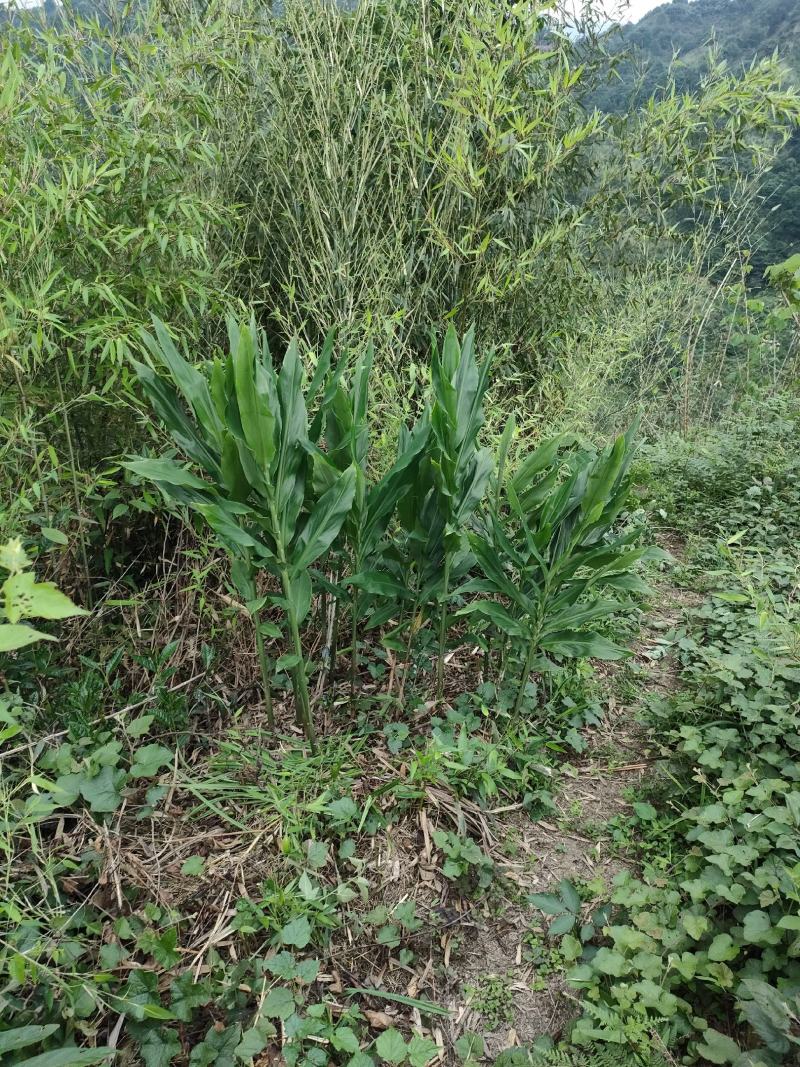 西岭雪山阳合，洋合，洋菏，阳荷笋纯野生，十斤起，量大从优