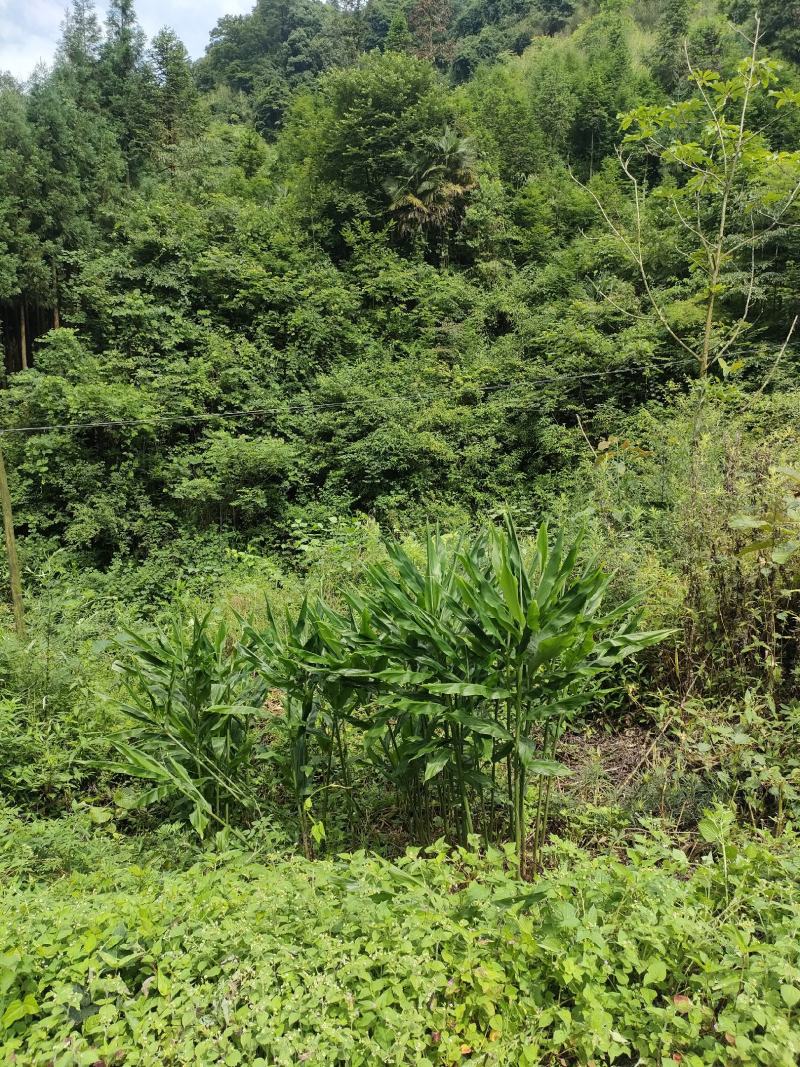西岭雪山阳合，洋合，洋菏，阳荷笋纯野生，十斤起，量大从优