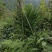 西岭雪山阳合，洋合，洋菏，阳荷笋纯野生，十斤起，量大从优