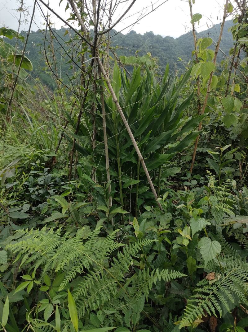 西岭雪山阳合，洋合，洋菏，阳荷笋纯野生，十斤起，量大从优