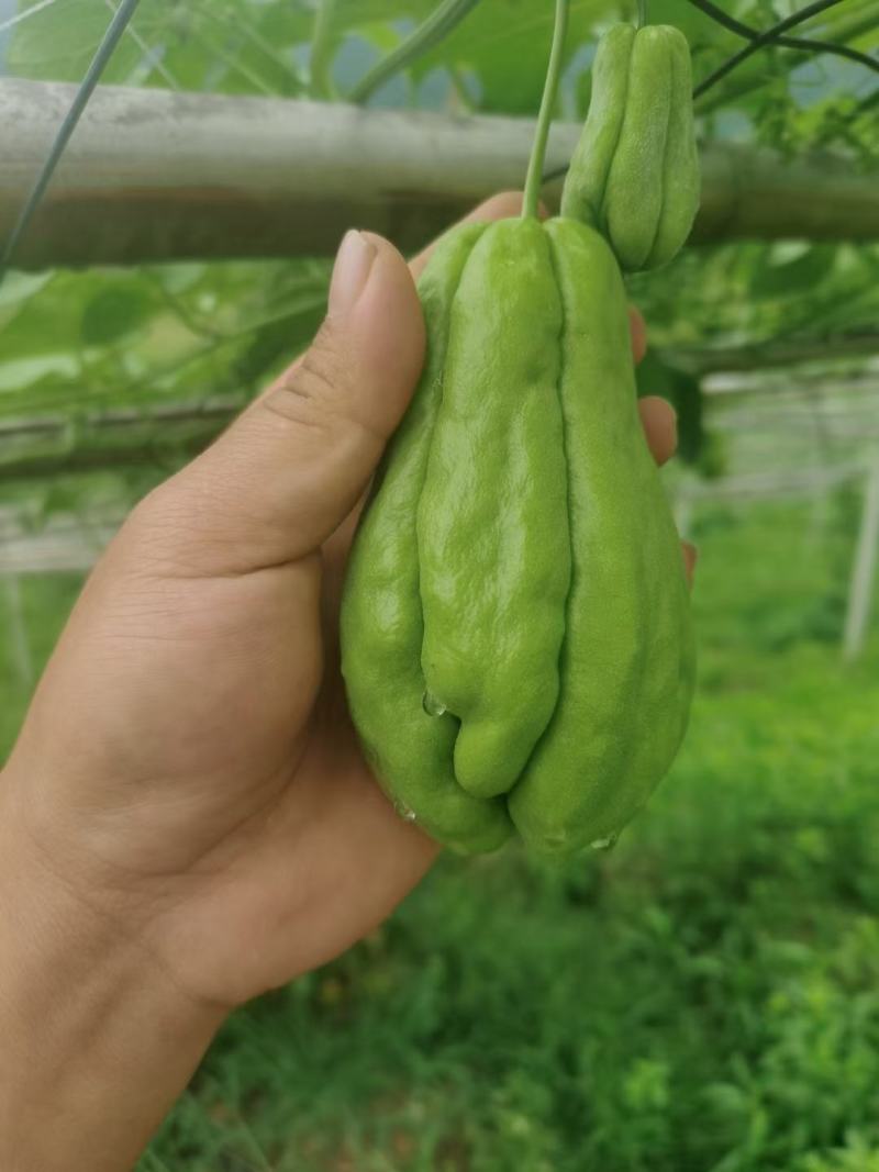 佛手瓜大量供应欢迎采购