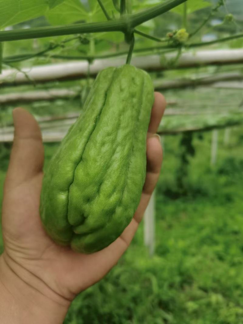 佛手瓜大量供应欢迎采购
