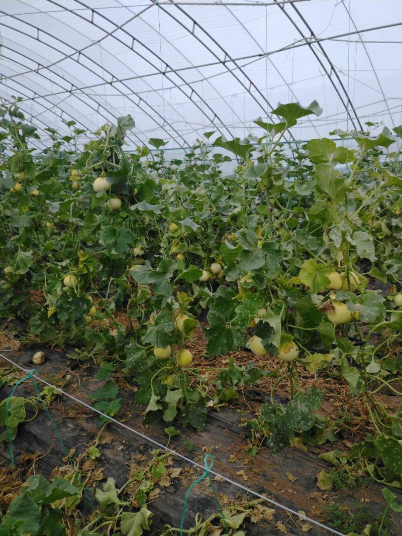 甜瓜大量上市保甜，口感及佳地址北京通州，欢迎考察