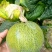甜瓜大量上市保甜，口感及佳地址北京通州，欢迎考察