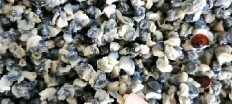 新鲜干净的优质螺丝肉厂家直销量大从优欢迎来电！
