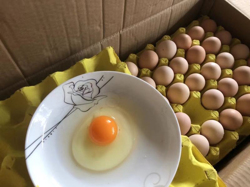 土鸡蛋精品双色土鸡蛋品质好保质保量长期合作一件代发