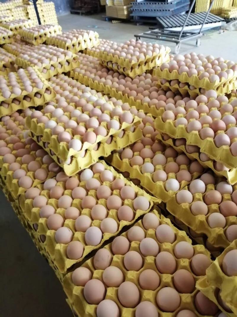 土鸡蛋精品双色土鸡蛋品质好保质保量长期合作一件代发