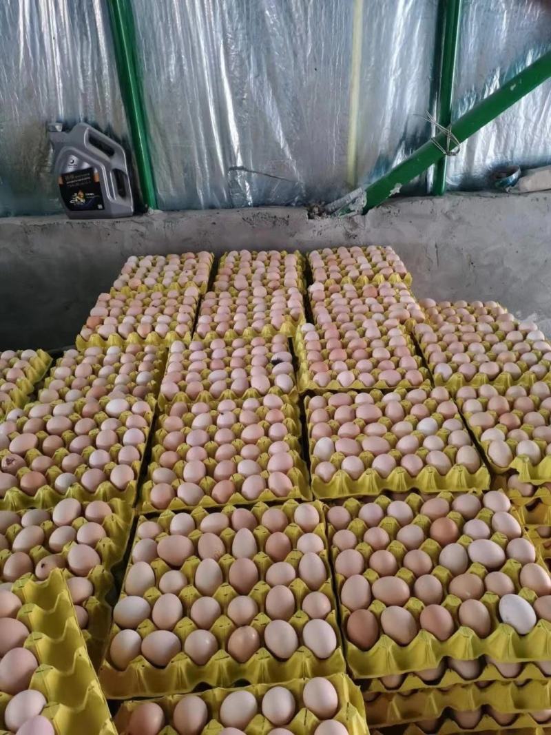 土鸡蛋精品双色土鸡蛋品质好保质保量长期合作一件代发