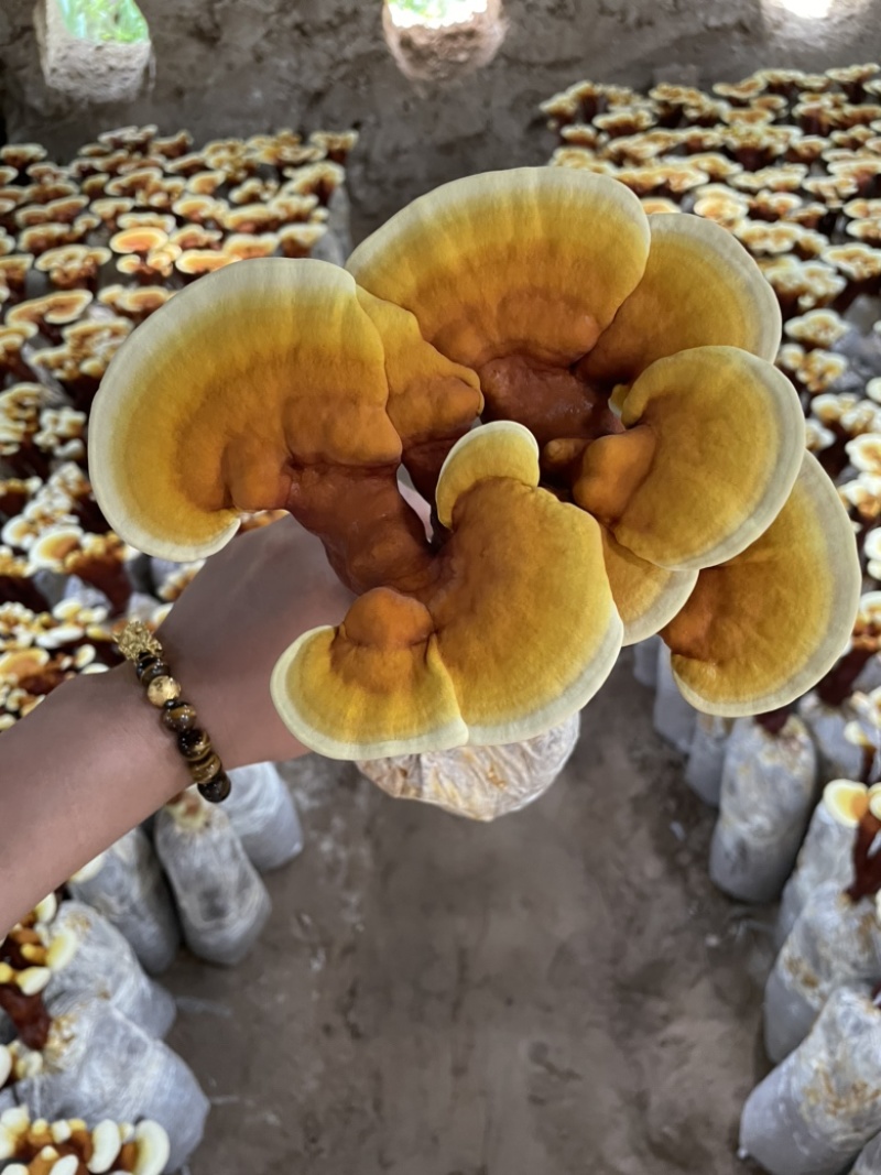 活体灵芝灵芝盆景灵芝菌包