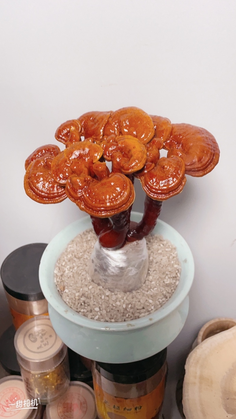 活体灵芝灵芝盆景灵芝菌包