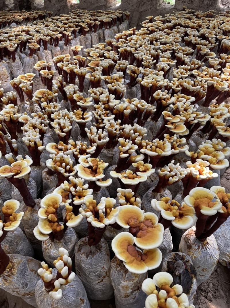 活体灵芝灵芝盆景灵芝菌包