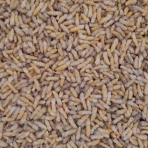 蜂蛹