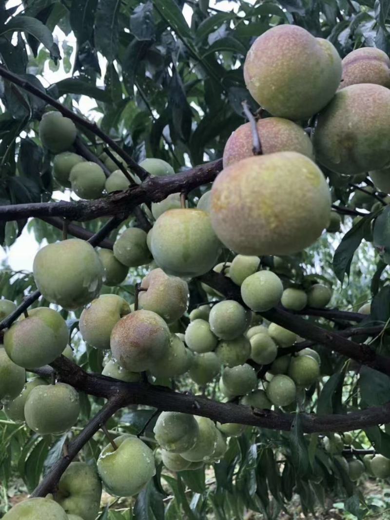 李子
