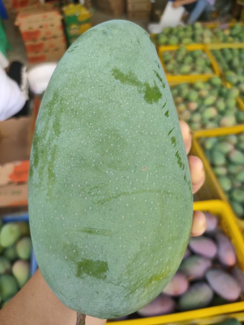 金煌芒，非常的清甜爽口，果肉Q弹，肉厚核薄，无茎无丝