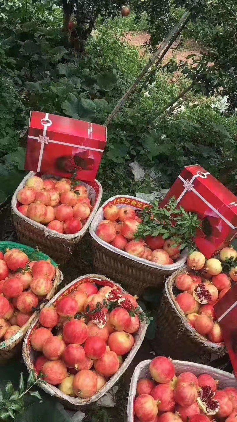 大凉山会理突尼斯软籽石榴