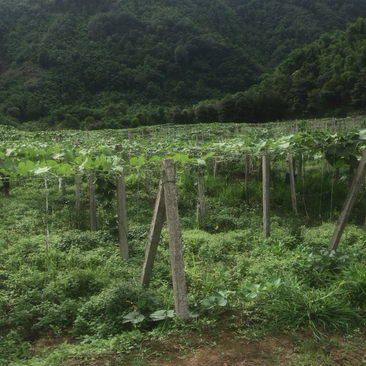 大邑佛手瓜