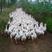 三花鹅苗鹅苗孵化基地一手货源常年出售合作养殖