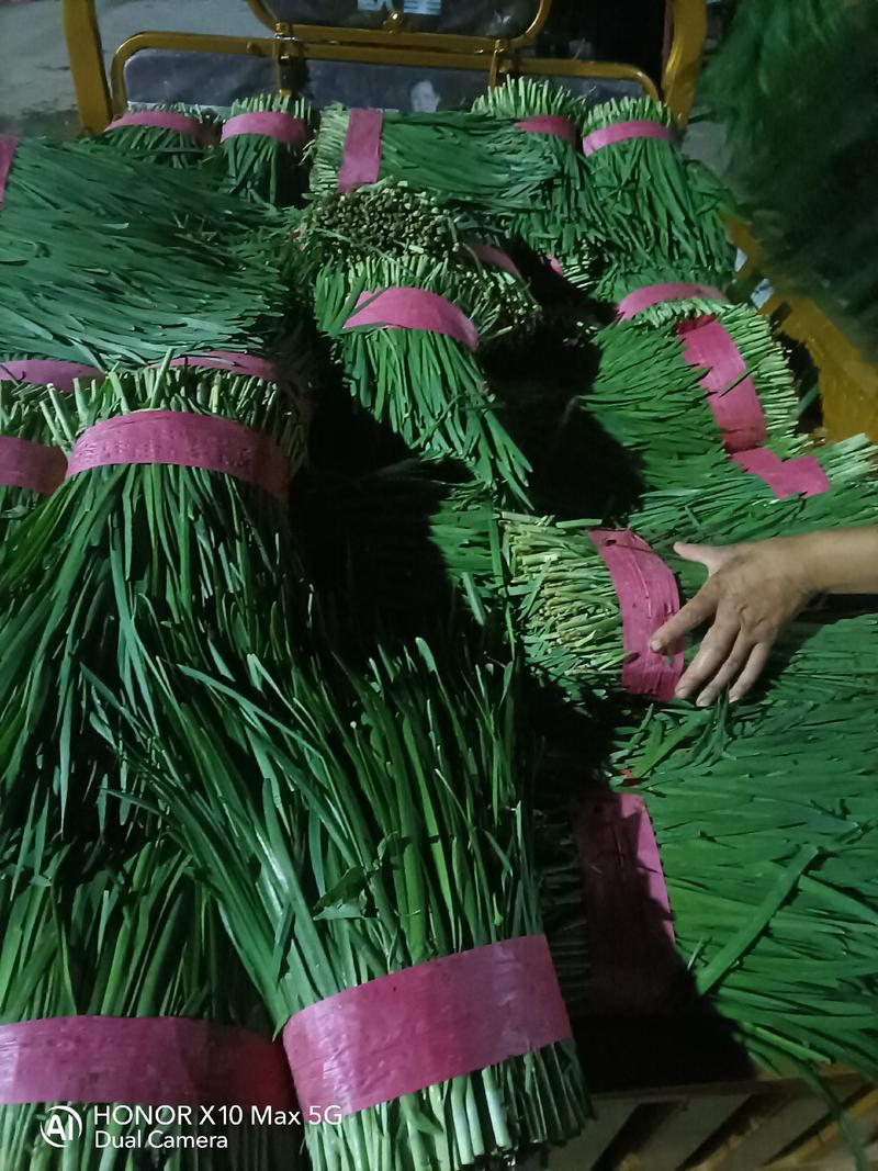 聊城陆地韭菜头刀韭菜口味浓郁产地直发