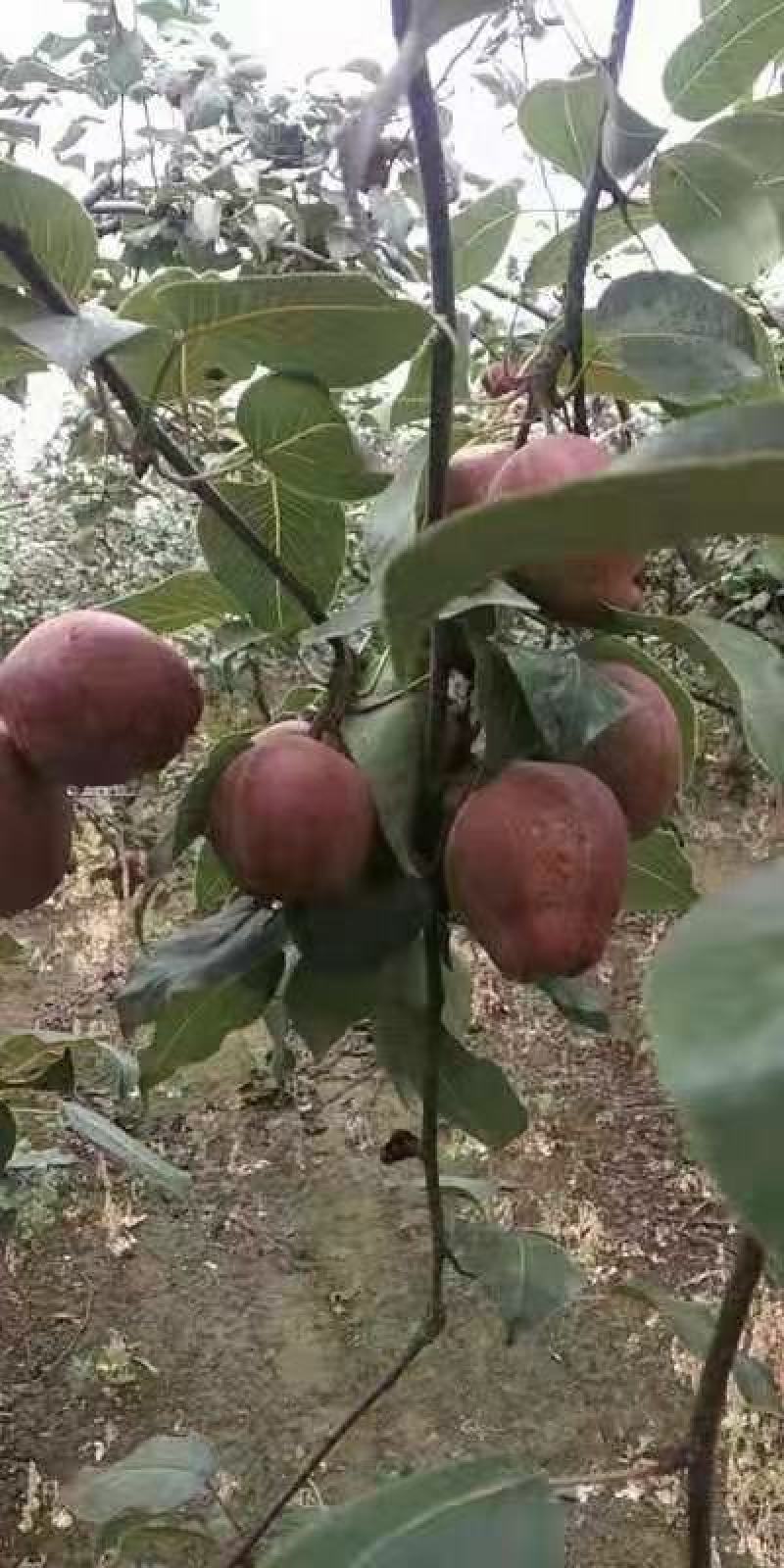 彩虹梨七彩虹梨胎里红梨早酥红梨现货供应欢迎采购