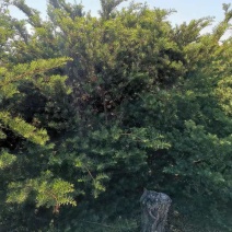 东北红豆杉28年生以挂果