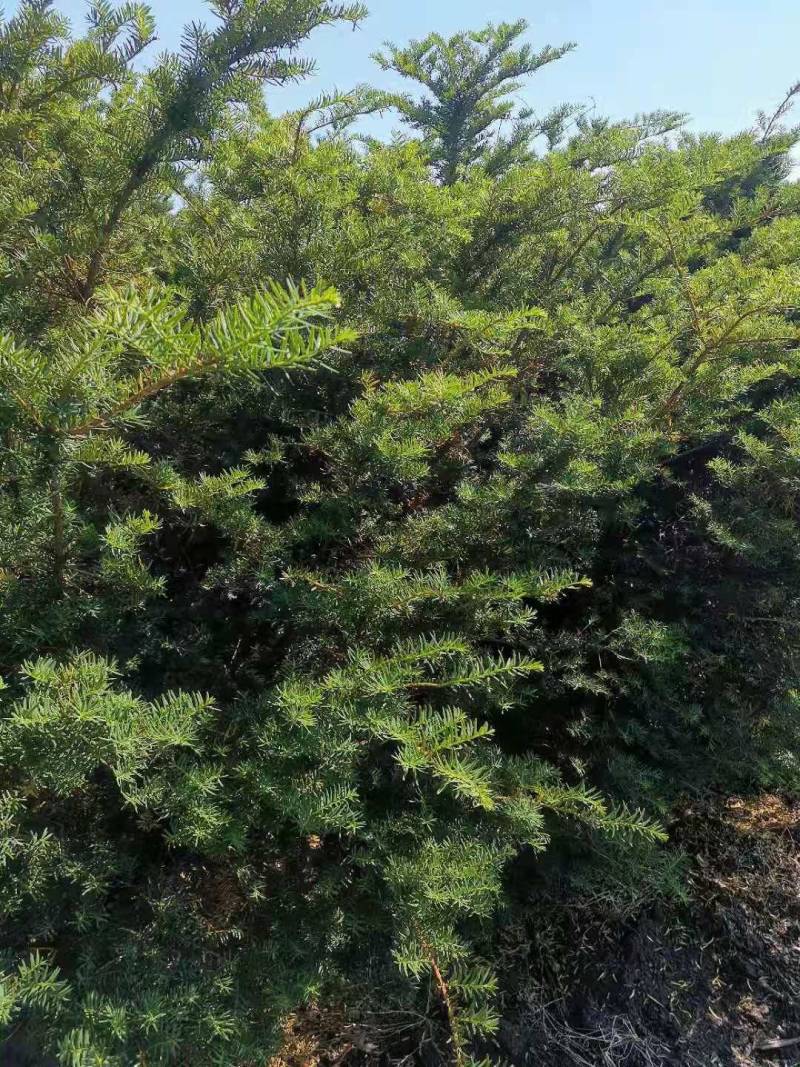东北红豆杉28年生以挂果