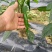 白菜