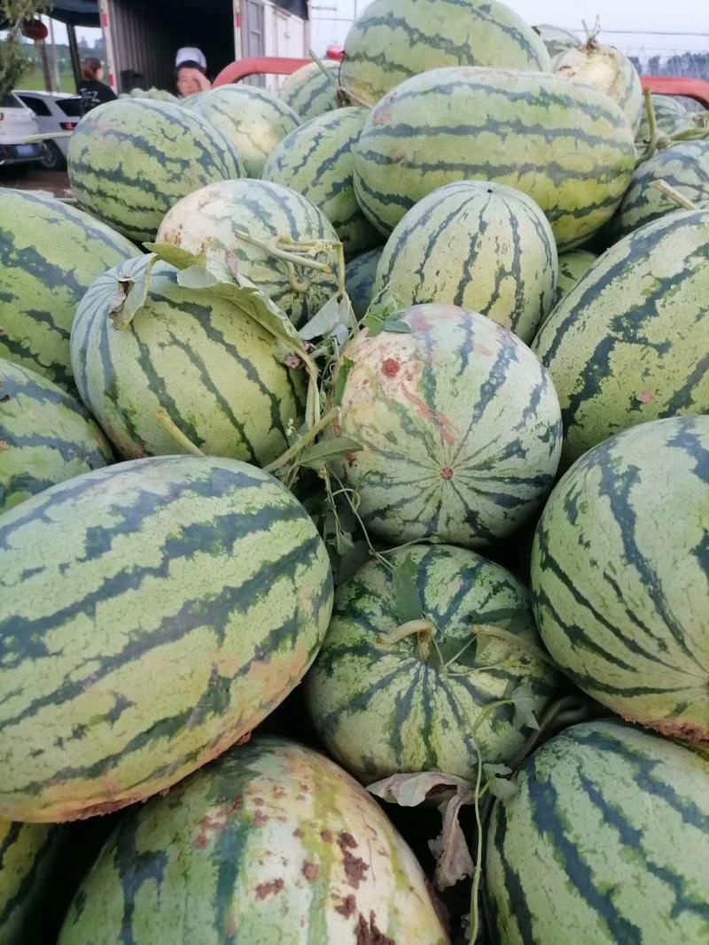 西瓜，金城五号，绿宝，甜瓜，大田种植，瓜皮薄，甜度好
