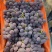 【产地直供】山东聊城葡萄产区大量软枝藤稔葡萄乒乓球上市！