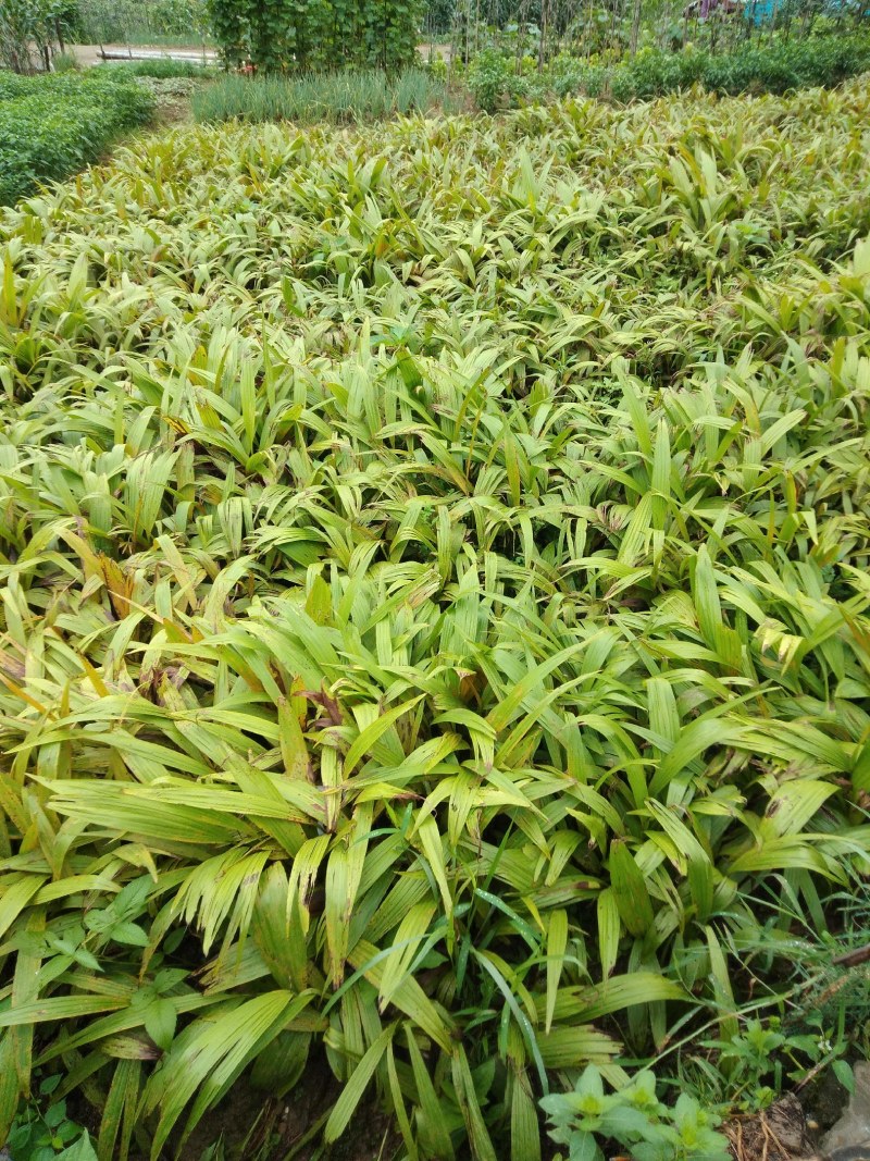 富强生态农业紫花巨茎大白芨苗，品质好生长快产量成活率高