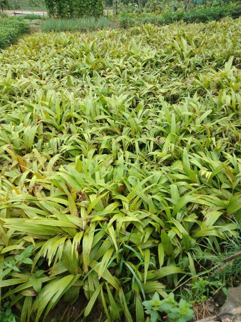 富强生态农业紫花巨茎大白芨苗，品质好生长快产量成活率高