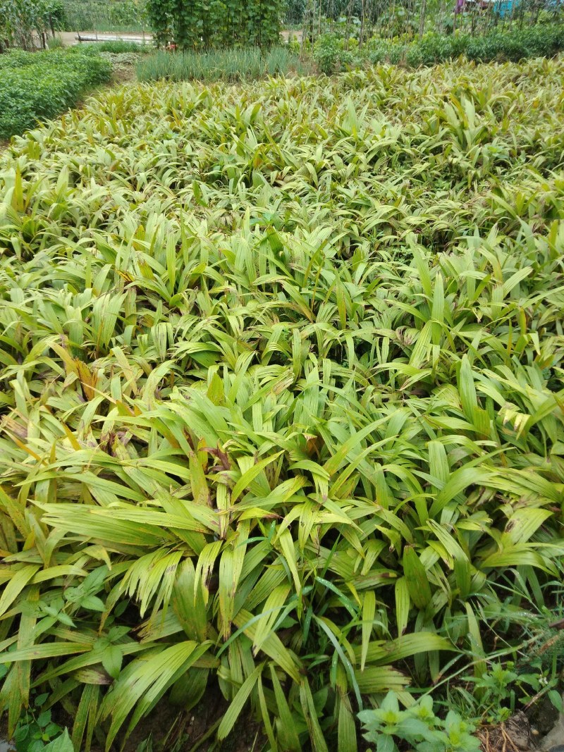 富强生态农业紫花巨茎大白芨苗，品质好生长快产量成活率高