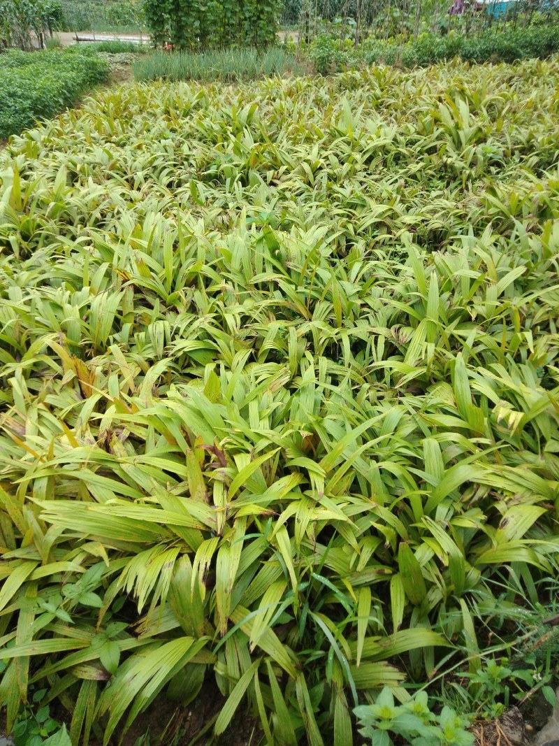 富强生态农业紫花巨茎大白芨苗，品质好生长快产量成活率高