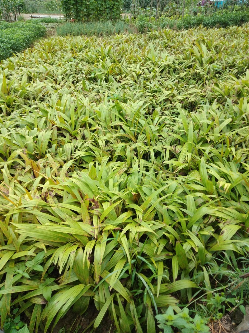 富强生态农业紫花巨茎大白芨苗，品质好生长快产量成活率高