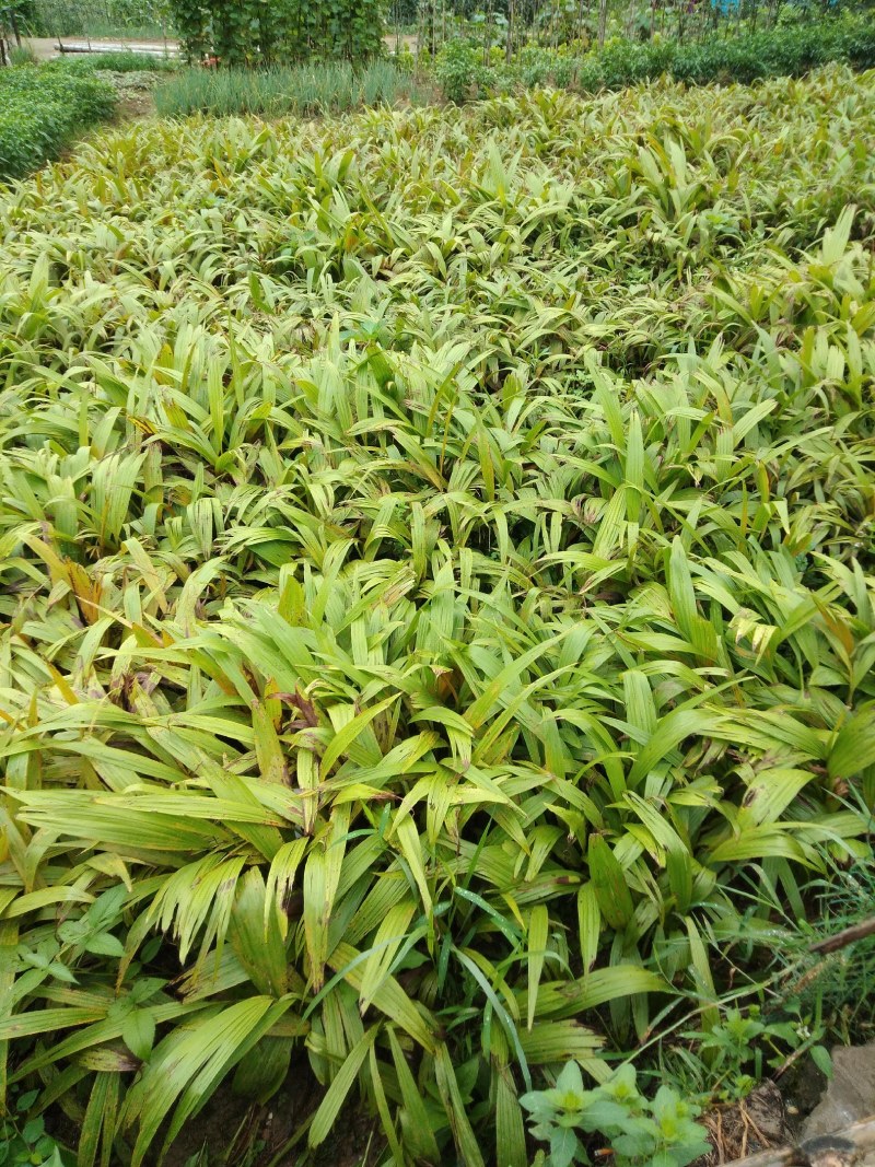 富强生态农业紫花巨茎大白芨苗，品质好生长快产量成活率高