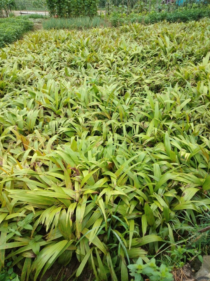 富强生态农业紫花巨茎大白芨苗，品质好生长快产量成活率高
