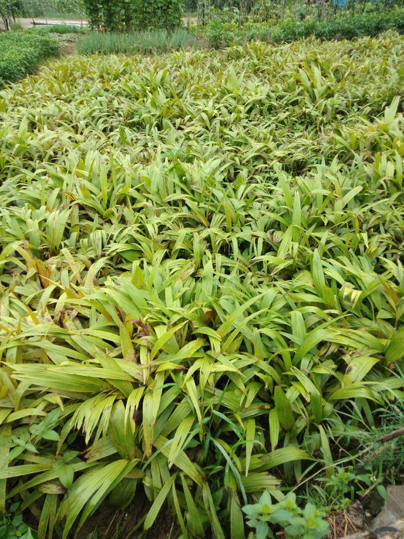 富强生态农业紫花巨茎大白芨苗，品质好生长快产量成活率高