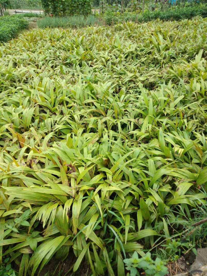 富强生态农业紫花巨茎大白芨苗，品质好生长快产量成活率高