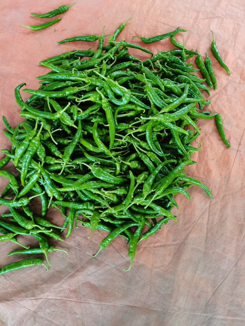 磐安高山蔬菜。