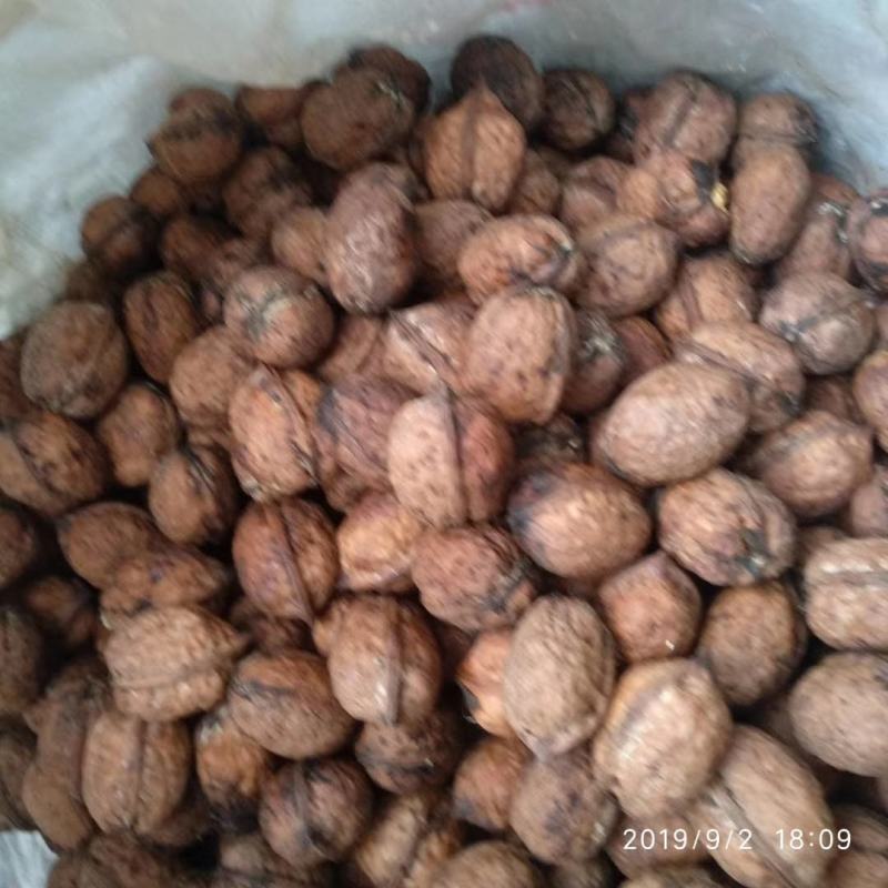 四川凉山有机核桃新鲜青皮核桃尝鲜核桃去皮核桃大优鲜带皮核