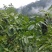 四川凉山有机核桃新鲜青皮核桃尝鲜核桃去皮核桃大优鲜带皮核