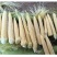 水果玉米笋玉米芯小玉米籽新笋心玉米须即食蔬菜寿司沙拉包邮
